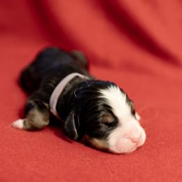 Nadia - Black rust and white Bernese Mountain Dog puppy in Pisgah Forest, North Carolina from Holly Hill Berners