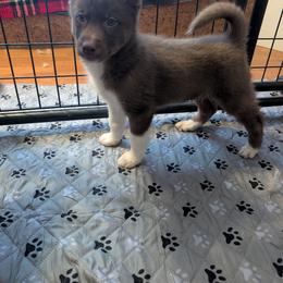 Mousse - Red and white male Siberian Husky puppy in Caribou, Maine from Northlane Siberians