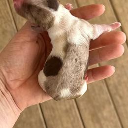 Girl 2 - Dapple female Dachshund puppy in London, Kentucky from Steele Half Acre Homestead