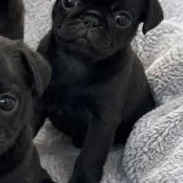 Oliver - Black male Pug puppy in Hesperia, California from Amatskennel - Stubby Tails Ranch