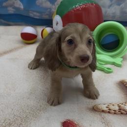 Chocolate Based Cream Longhair Male (green collar) - Cream male Dachshund puppy in Killeen, Texas from Southern Dachshunds