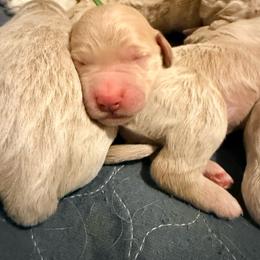Cinderella - Cream female Goldendoodle puppy in Puyallup, Washington from Dawnie’s Doodles