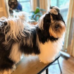 Ember - Havanese