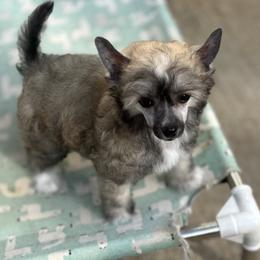 Sweet Tiny Puff Girl - Cream female Chinese Crested puppy in Tomball, Texas from Gracieux Chinese Cresteds