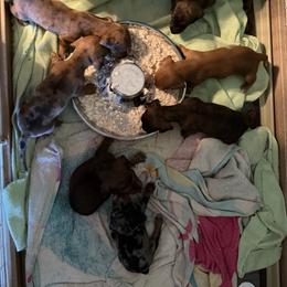 Dachshund Puppies from Witchy Woman’s Wiener’s