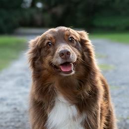 Australian Shepherds from U Cross Australian Shepherds