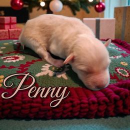 Penny - Wheaten female Miniature Schnauzer puppy in Clemmons, North Carolina from Schnauzer Snobs