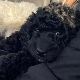 Spruce - Black male Goldendoodle puppy in Eaton, Ohio from Dezi’s Sonshine Doodles