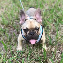 French Bulldog Puppies from Frenchies A La Mode