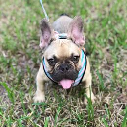 French Bulldog Puppies from Frenchies A La Mode