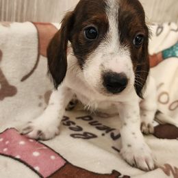 Tanner - Red male Dachshund puppy in Anaconda, Montana from Williams Family Dachshunds