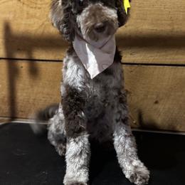 Aussiedoodle Puppies from Dani's Dandy Doodles