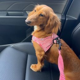 Dachshunds from Dachshund Farms