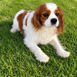 Prince - Cavalier King Charles Spaniel