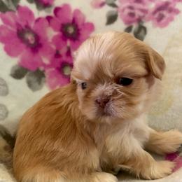 Leni - Liver and white female Shih Tzu puppy in Las Vegas, Nevada from Vegas Shih Tzus