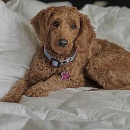 Bernedoodle All Grown Up from Loves legacy Doodles