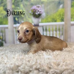 Darjeeling - Cream female Dachshund puppy in Rainier, Oregon from Doxies in Wonderland