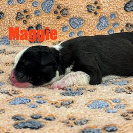 Boxer Puppies from Tommaso AKC Boxers