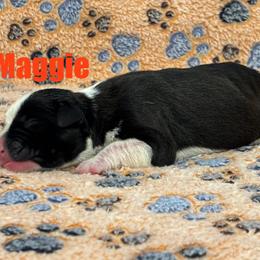 Boxer Puppies from Tommaso AKC Boxers