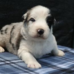 Bandit - Blue merle male Australian Shepherd puppy in Yulee, Florida from Towkach Mini Ranch