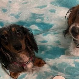 Dachshunds from Sweet T’s Southern Doxies