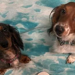 Dachshunds from Sweet T’s Southern Doxies