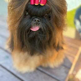 CH Alki Stars Trust the Emerald Dragon - Red female Shih Tzu puppy in Tacoma, Washington from Alki Stars Shih Tzu