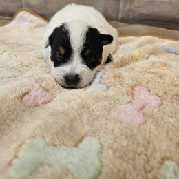 AKC CHAMPION BLOODLINE AUSTRALIAN CATTLE DOG PUPPY - GIRL 4 - Blue female Australian Cattle Dog puppy in Cassatt, South Carolina from B & E Farms