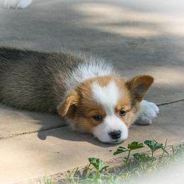 Pembroke Welsh Corgi Puppies from Rees Corgis