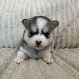Eclipse - Black and white female Pomsky puppy in Valparaiso, Indiana from Valparaiso Pomskys