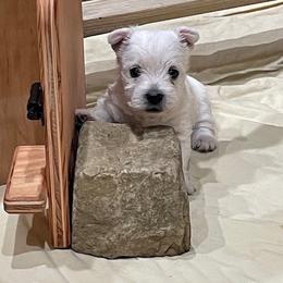 West Highland White Terrier Puppies from Ravens Nest Westies