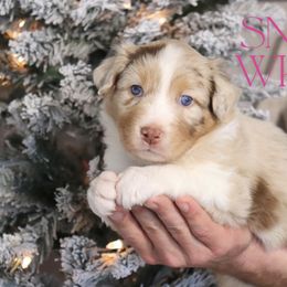 Snow White - Red merle female Australian Shepherd puppy in Keytesville, Missouri from Dogwood Lane Canine
