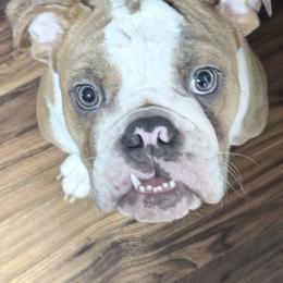 Kanga - Bulldog