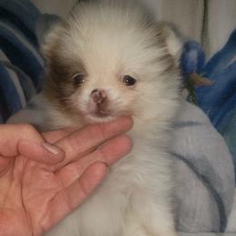 Treat - Chocolate merle female Pomeranian puppy in Weatherford, Texas from Jeweled Poms