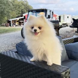 Cotton - Pomeranian