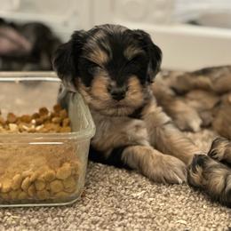 Tahoe - Merle male Schnoodle puppy in Placerville, California from Rpuppies