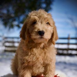 Blueberry - Apricot female Goldendoodle puppy in Mc Arthur, California from California Golden Love