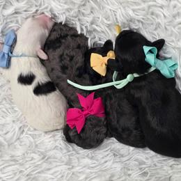 Cavapoo puppies from Sugarland's Texas Goldendoodles