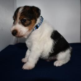 Winston - White black and tan male Wire Fox Terrier puppy in Draper, Virginia from Shady Oaks WFT