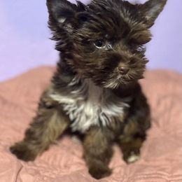 Windy - Yorkshire Terrier
