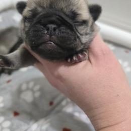 Boy 2 - Fawn male Pug puppy in Keysville, Georgia from Rollee Pollee Pugs