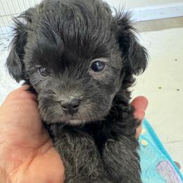 Mike - Black and tan male Havapoo puppy in Cedar Springs, Michigan from Pridespoodles