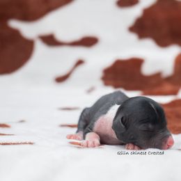 Chinese Crested Puppies from Qilin Chinese Crested