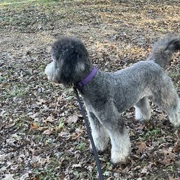 Cockapoos and Goldendoodles from The Doodle Patch