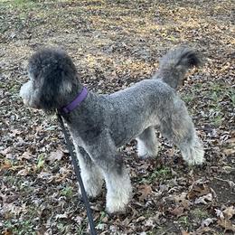 Cockapoos and Goldendoodles from The Doodle Patch