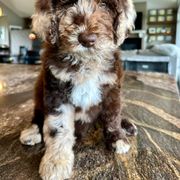 Newfypoo Puppies from Two Sisters Ranch, LLC
