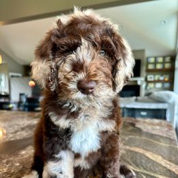 Newfypoo Puppies from Two Sisters Ranch, LLC