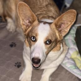 Barbee - Cardigan Welsh Corgi