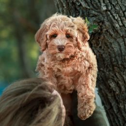 Australian Labradoodle Puppies from Lake House Doodles