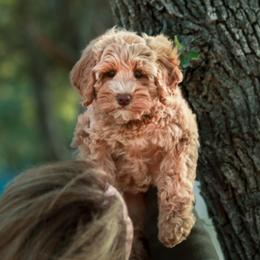 Australian Labradoodle Puppies from Lake House Doodles